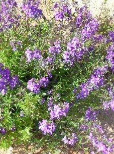 אנג'לוניה צרת עלים אנג'לוניה צרת עלים